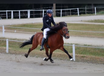 Kuc islandzki, Ogier, 17 lat, 149 cm