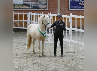 Kuc islandzki, Ogier, 4 lat, 147 cm
