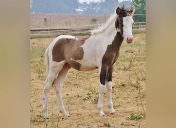 Kuc islandzki, Ogier, Źrebak (04/2026), Srokata