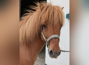 Kuc islandzki, Wałach, 10 lat, 139 cm, Kasztanowata