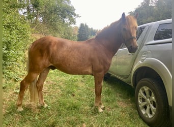 Kuc islandzki, Wałach, 10 lat, 141 cm, Kasztanowata