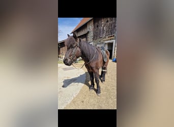 Kuc islandzki, Wałach, 10 lat, 147 cm, Kara