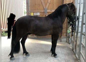 Kuc islandzki, Wałach, 11 lat, 136 cm, Skarogniada