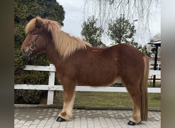 Kuc islandzki, Wałach, 11 lat, 139 cm, Kasztanowata