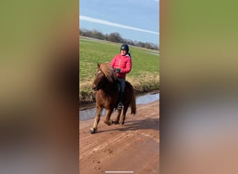 Kuc islandzki, Wałach, 11 lat, 140 cm, Ciemnokasztanowata