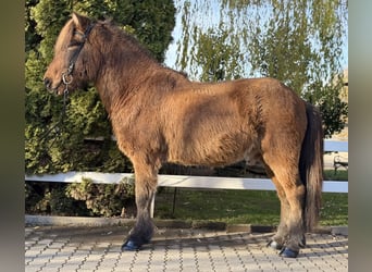 Kuc islandzki, Wałach, 11 lat, 146 cm, Gniada