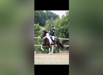 Kuc islandzki, Wałach, 11 lat, 148 cm, Srokata