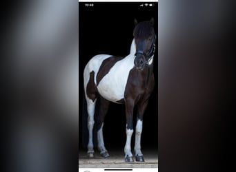 Kuc islandzki, Wałach, 11 lat, 148 cm, Srokata