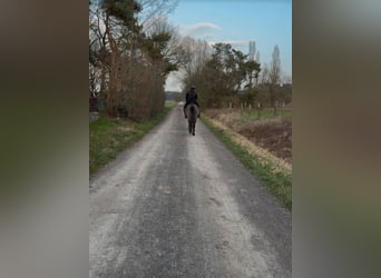 Kuc islandzki Mix, Wałach, 11 lat, 151 cm, Kara