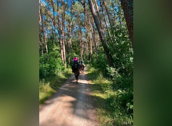 Kuc islandzki Mix, Wałach, 11 lat, 151 cm, Kara