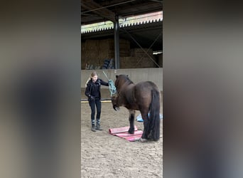 Kuc islandzki, Wałach, 12 lat, 135 cm, Gniada