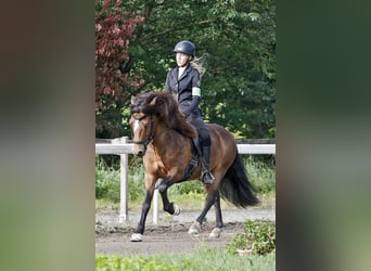 Kuc islandzki, Wałach, 12 lat, 135 cm, Gniada