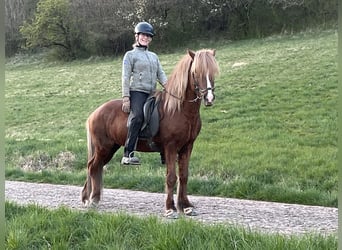 Kuc islandzki, Wałach, 12 lat, 143 cm, Ciemnokasztanowata