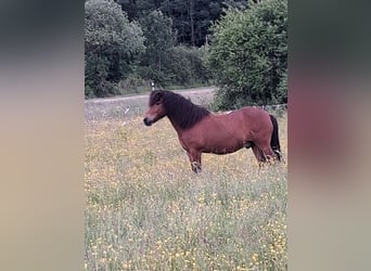 Kuc islandzki, Wałach, 13 lat, 140 cm, Gniada