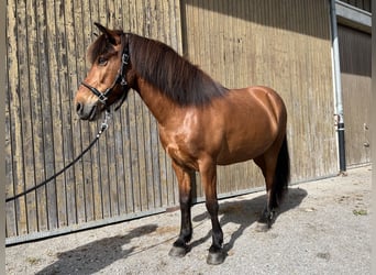 Kuc islandzki, Wałach, 13 lat, 142 cm, Gniada