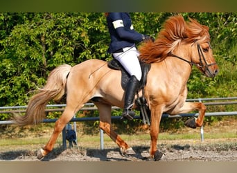 Kuc islandzki, Wałach, 14 lat, 142 cm, Bułana