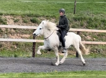 Kuc islandzki, Wałach, 14 lat, 143 cm, Siwa