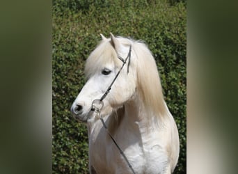 Kuc islandzki, Wałach, 14 lat, 143 cm, Siwa