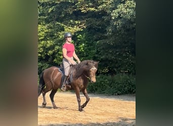 Kuc islandzki, Wałach, 15 lat, 140 cm, Jelenia