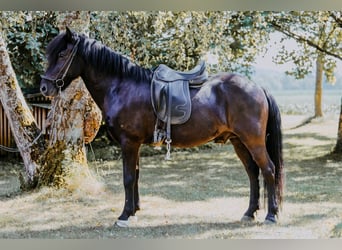 Kuc islandzki, Wałach, 15 lat, 141 cm, Kara