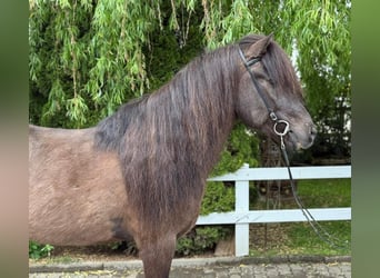 Kuc islandzki, Wałach, 15 lat, 147 cm, Kara