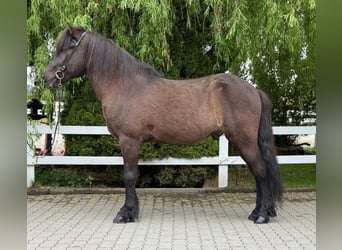 Kuc islandzki, Wałach, 15 lat, 147 cm, Kara