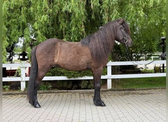 Kuc islandzki, Wałach, 15 lat, 147 cm, Kara