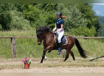 Kuc islandzki, Wałach, 17 lat, 135 cm, Gniada