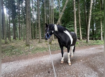 Kuc islandzki Mix, Wałach, 18 lat, 127 cm, Srokata