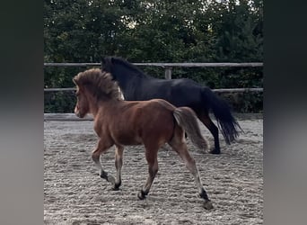 Kuc islandzki, Wałach, 2 lat, 142 cm, Gniada