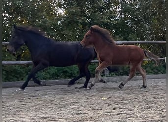 Kuc islandzki, Wałach, 2 lat, 142 cm, Gniada