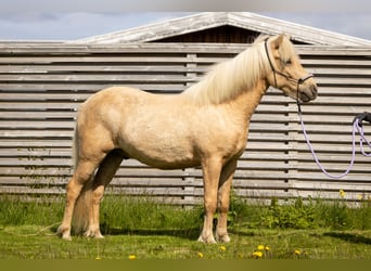 Kuc islandzki, Wałach, 3 lat, 138 cm, Izabelowata