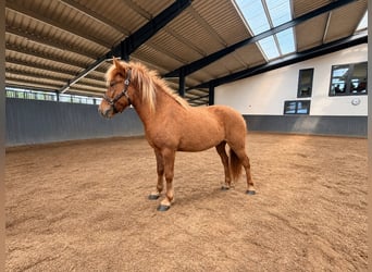 Kuc islandzki, Wałach, 3 lat, 145 cm, Bułana
