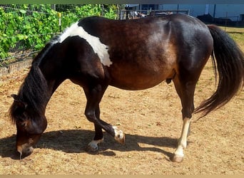 Kuc islandzki Mix, Wałach, 4 lat, 133 cm, Srokata