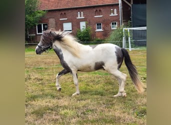 Kuc islandzki, Wałach, 4 lat, 137 cm, Karosiwa