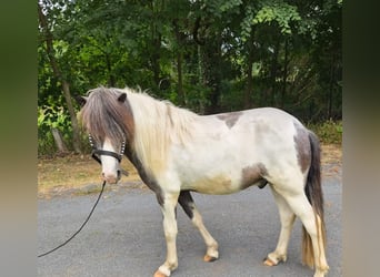 Kuc islandzki, Wałach, 4 lat, 137 cm, Karosiwa