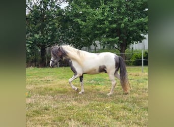 Kuc islandzki, Wałach, 4 lat, 137 cm, Karosiwa