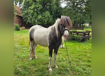 Kuc islandzki, Wałach, 4 lat, 137 cm, Karosiwa