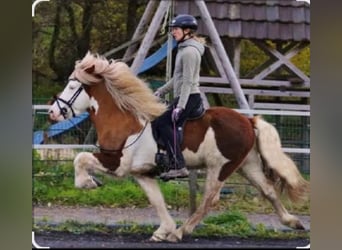 Kuc islandzki, Wałach, 4 lat, 138 cm, Kasztanowata