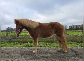Kuc islandzki, Wałach, 4 lat, 142 cm, Kasztanowata