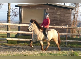 Kuc islandzki, Wałach, 5 lat, 140 cm, Jelenia