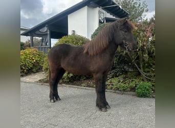 Kuc islandzki, Wałach, 5 lat, 142 cm, Kara