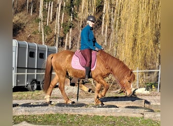 Kuc islandzki Mix, Wałach, 5 lat, 145 cm, Kasztanowata