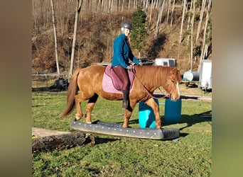 Kuc islandzki Mix, Wałach, 5 lat, 145 cm, Kasztanowata