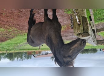 Kuc islandzki, Wałach, 6 lat, 135 cm, Kara