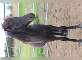 Kuc islandzki, Wałach, 6 lat, 135 cm, Kara