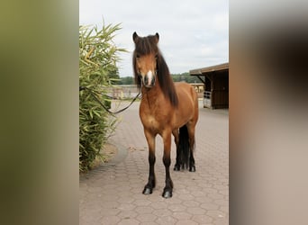 Kuc islandzki, Wałach, 6 lat, 138 cm, Gniada