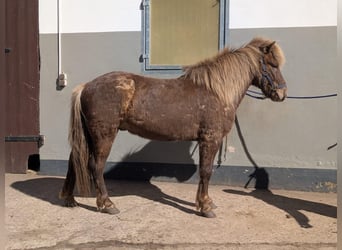 Kuc islandzki, Wałach, 6 lat, 138 cm