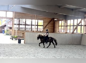 Kuc islandzki, Wałach, 6 lat, 138 cm