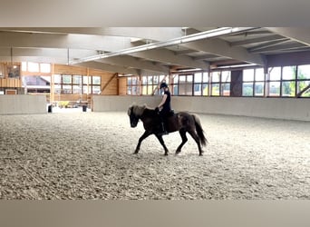 Kuc islandzki, Wałach, 6 lat, 138 cm